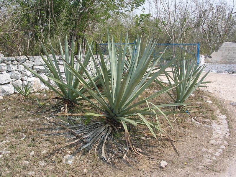 dzibilchaltun-henequin-200