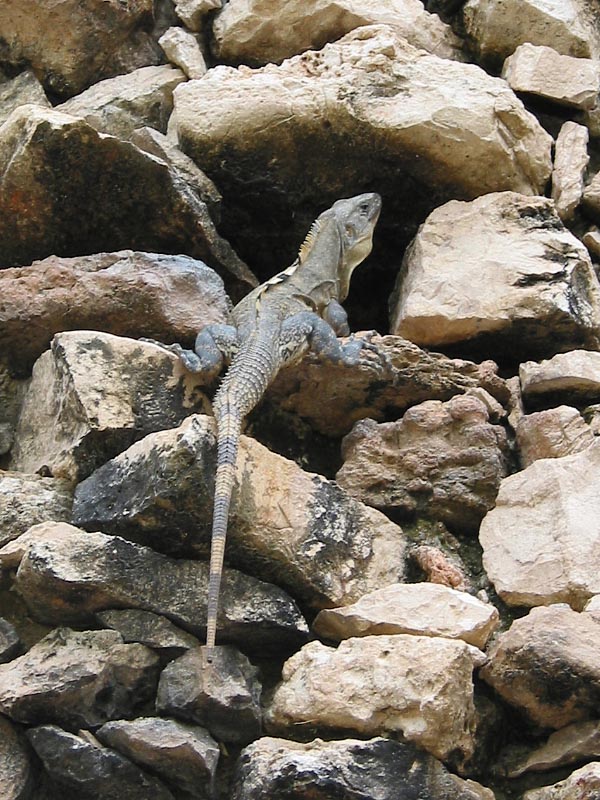chichen-lagarto-401