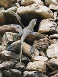 chichen-lagarto-401