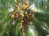 chichen-palma-317