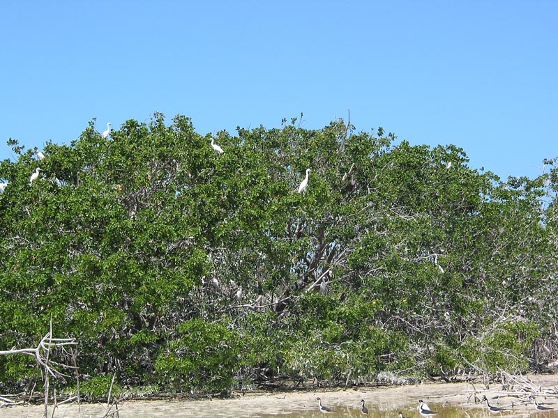 celestun_arbol-823