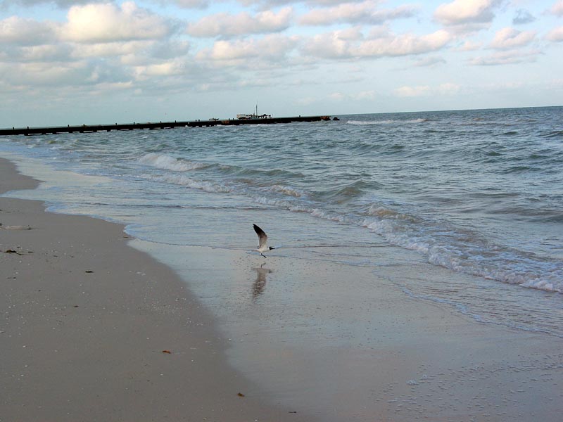 celestun_gaviota-743