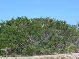 celestun_arbol-823