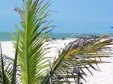 celestun_beachleaves-713