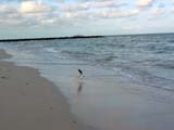 celestun_gaviota-743