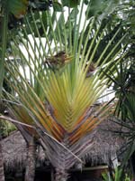 barra_palma_1440