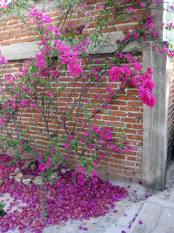jardin_pared_1355