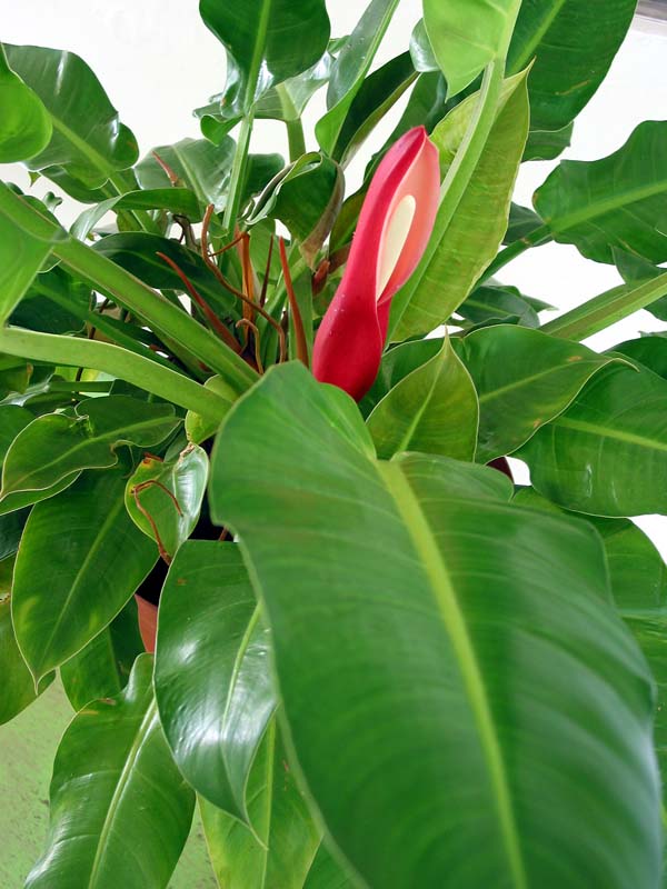 portal_planta_1776