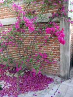 jardin_pared_1355