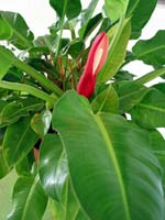 portal_planta_1776