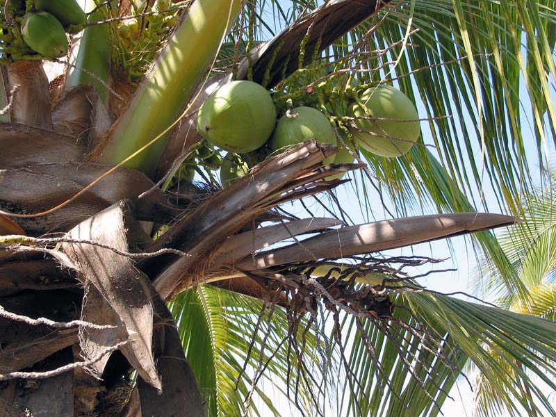 palma_coco_1746