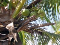 palma_coco_1746