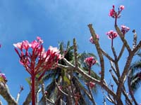 calle_plantas_1338
