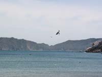 pelicano_1399
