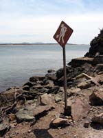 playa-pelicanos-traba#0002