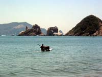 playa-pelicanos_marin#0016