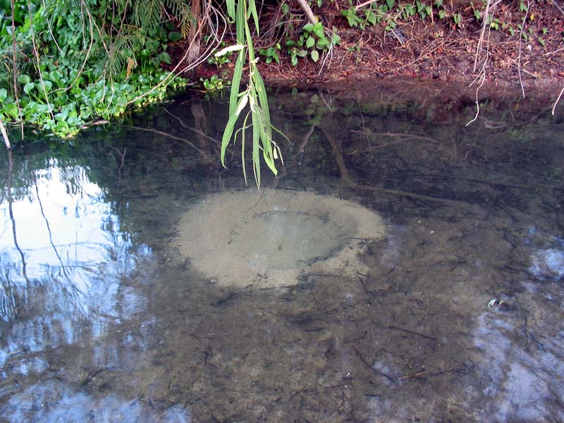rio_purificacion_1550