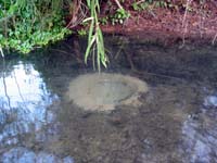 rio_purificacion_1550