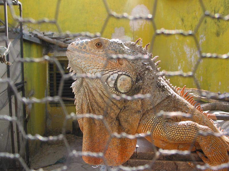 colima_bios_iguana_4380