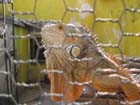 colima_bios_iguana_4380