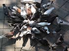 colima_zocalo_palomas_4439