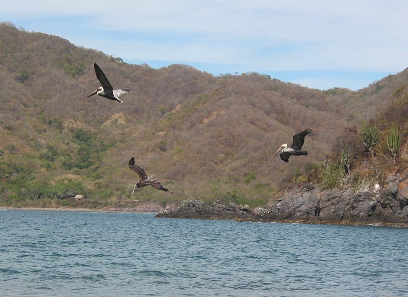 cuastecomate_aves_3847