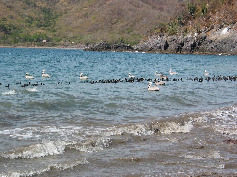 cuastecomate_aves_3870