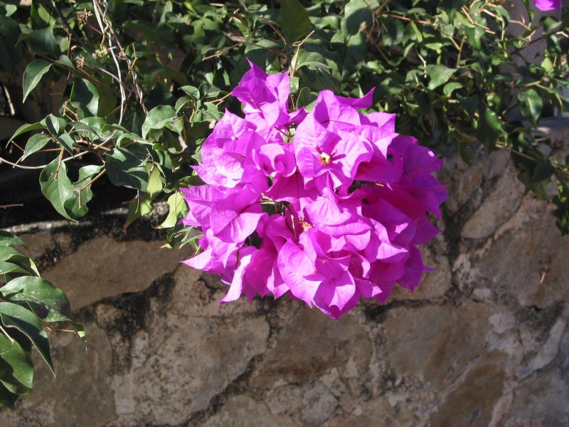 cuastecomate_flores_3887