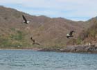 cuastecomate_aves_3847