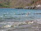 cuastecomate_aves_3870