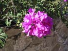 cuastecomate_flores_3887