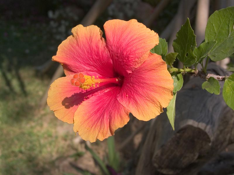 casa_maguey_flor_4696