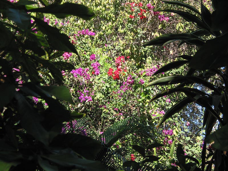 casa_maguey_jardin_4625