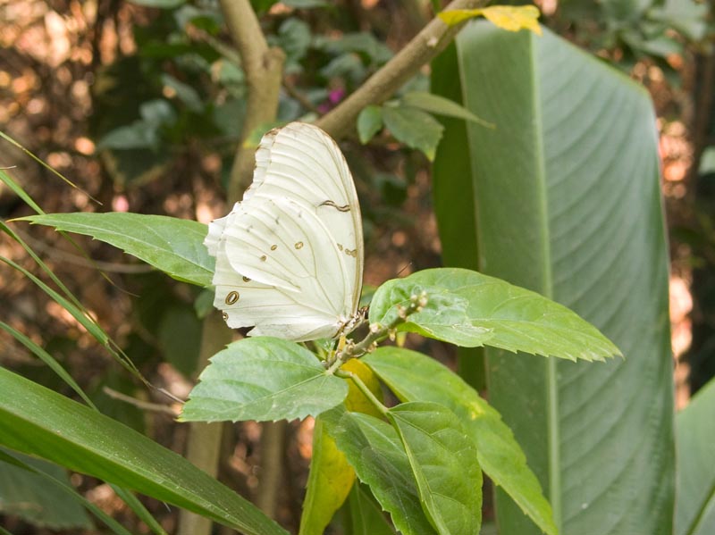 casa_maguey_mariposa_4693