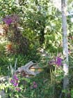 casa_maguey_jardin_4597