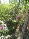 casa_maguey_jardin_4622