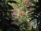 casa_maguey_jardin_4625