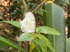 casa_maguey_mariposa_4693
