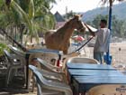 la_manzanilla_caballo_4878