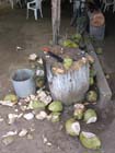 la_manzanilla_palapa#10029