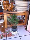 melaque_la_navidad_4103
