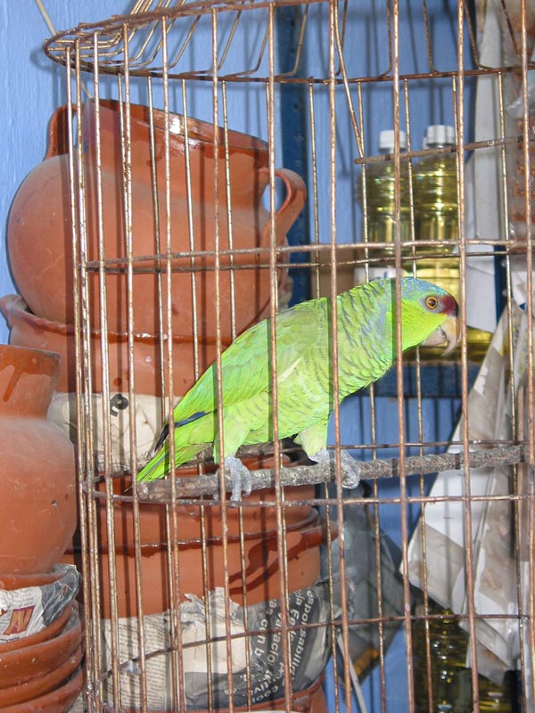 melaque_ave_4143