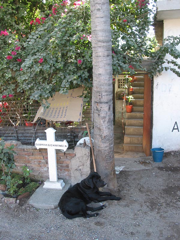 melaque_calle_perro-#10023