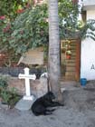 melaque_calle_perro-#10023