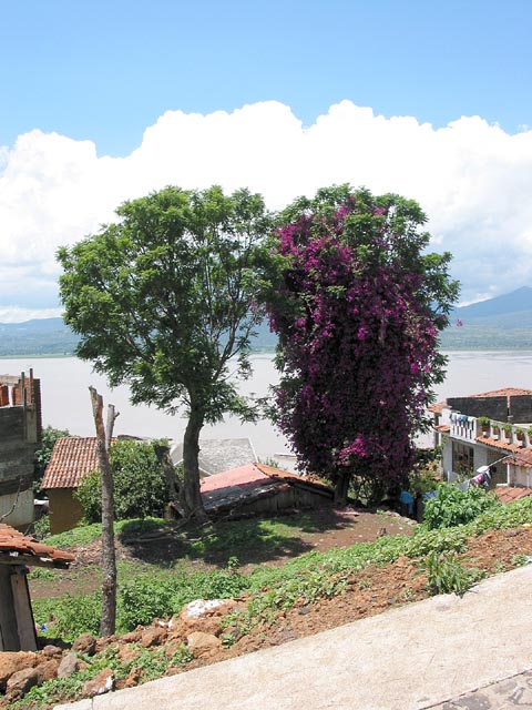 janitzio-arbol-lago-021