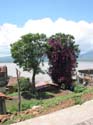 janitzio-arbol-lago-021