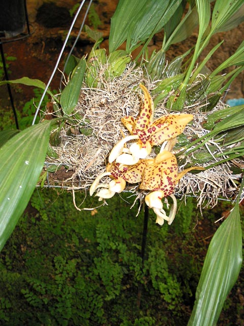 morelia-orquidario-116