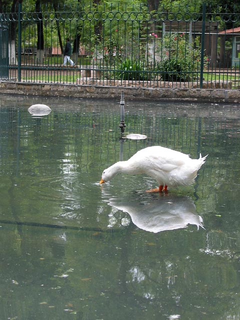 morelia-pato-en-parque-134