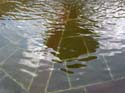 morelia-fountain-water-surface-107