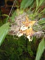 morelia-orquidario-116